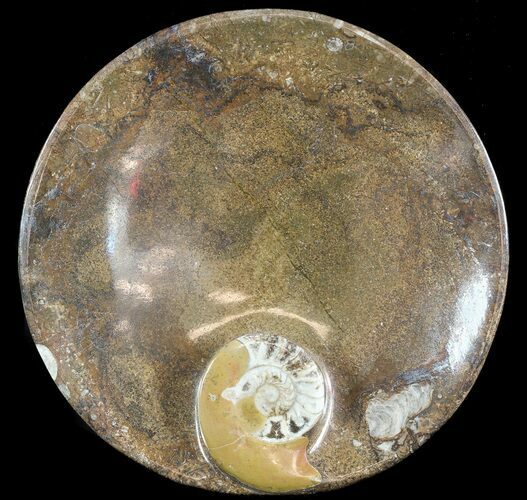 -/ Fossil Goniatite Dish - Stoneware #49394